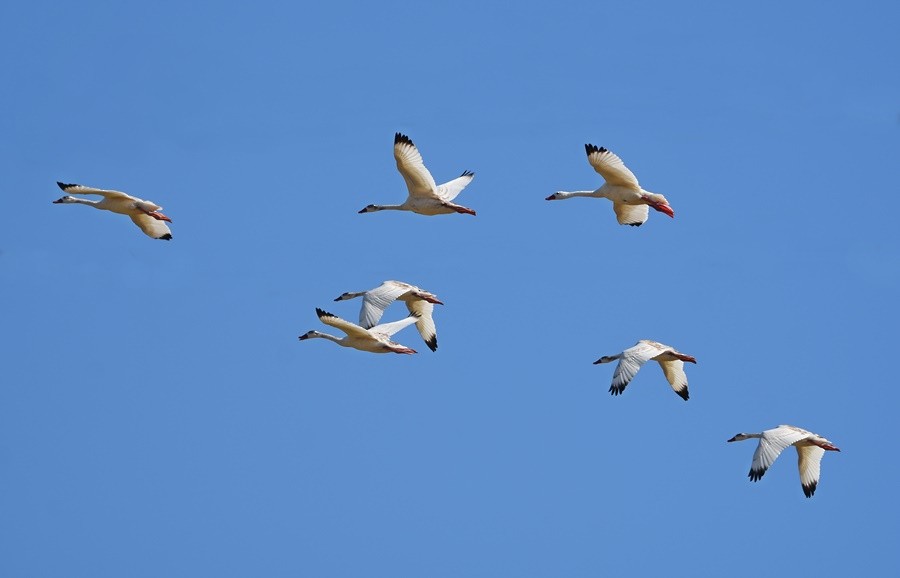 Coscoroba Swan - ML646762094