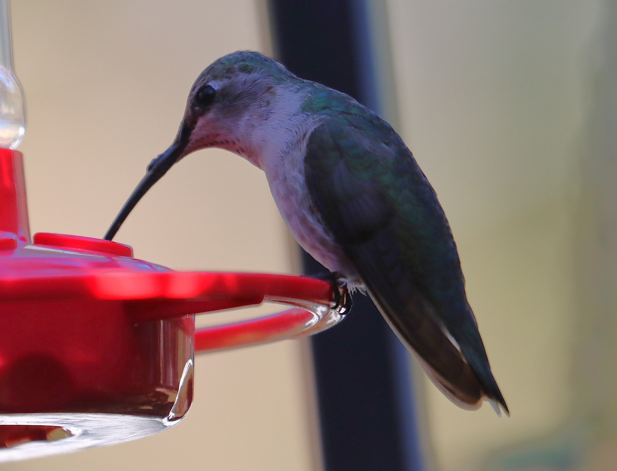 Black-chinned Hummingbird - ML646762095