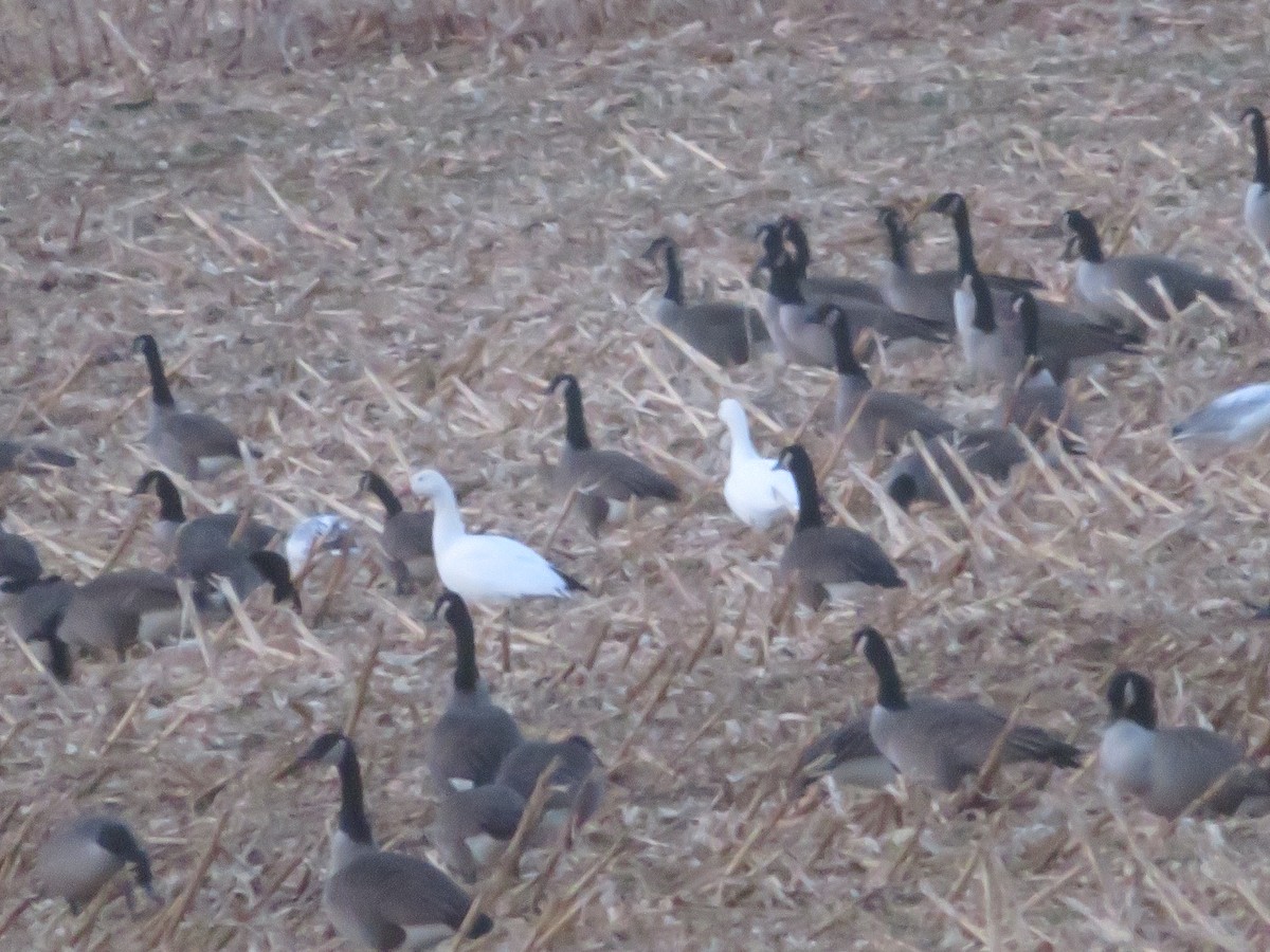 Snow Goose - ML646762096