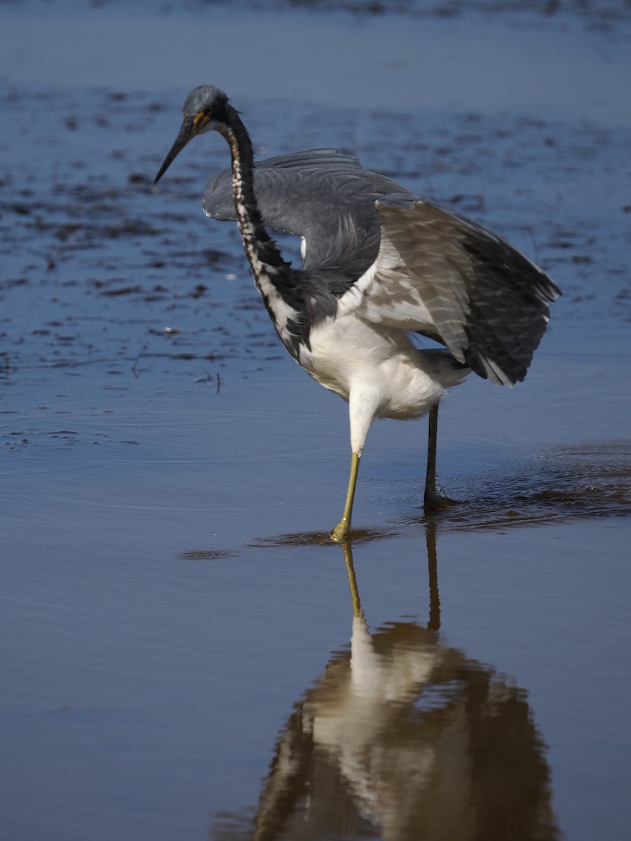 Трёхцветная цапля - ML646762097