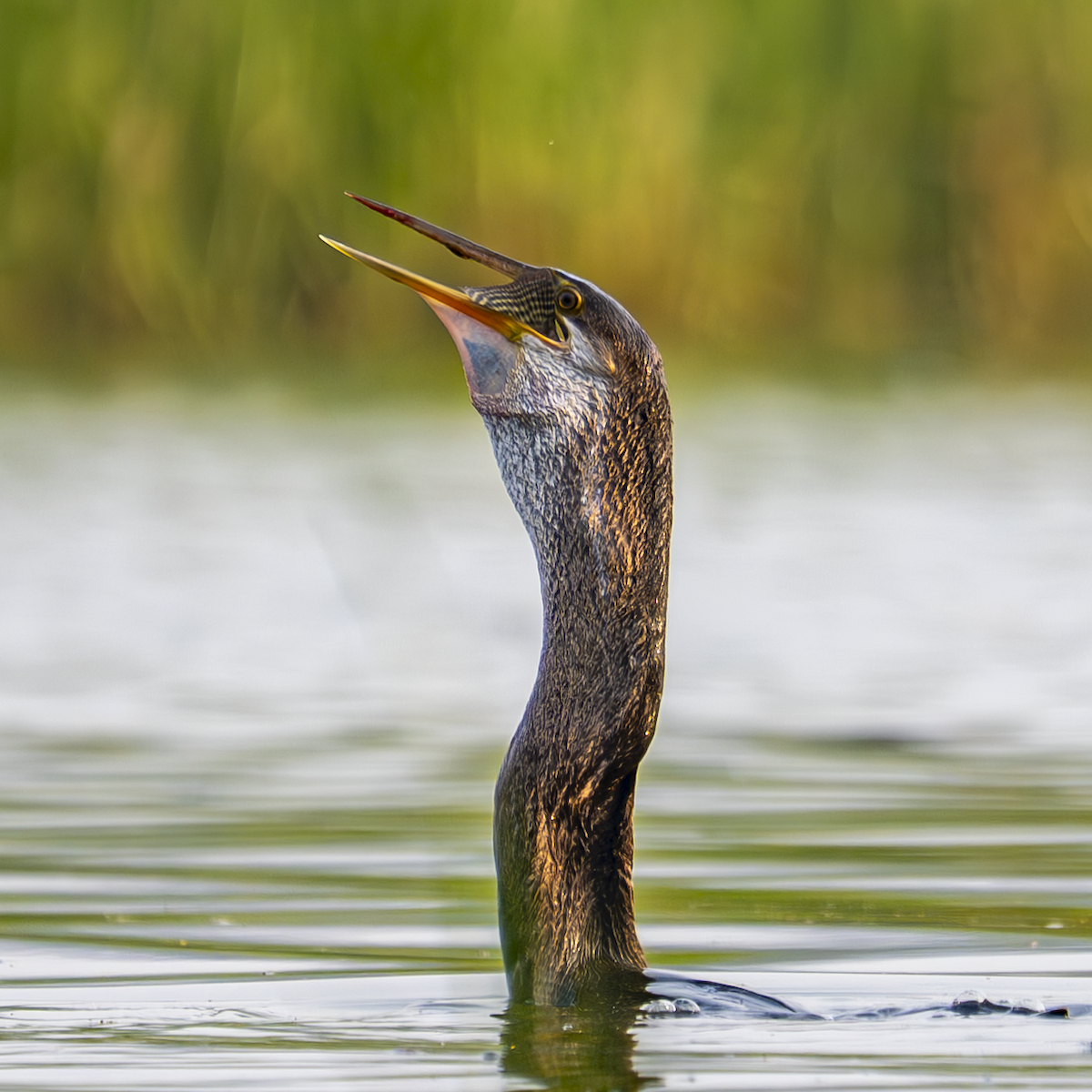 Anhinga roux - ML646762098