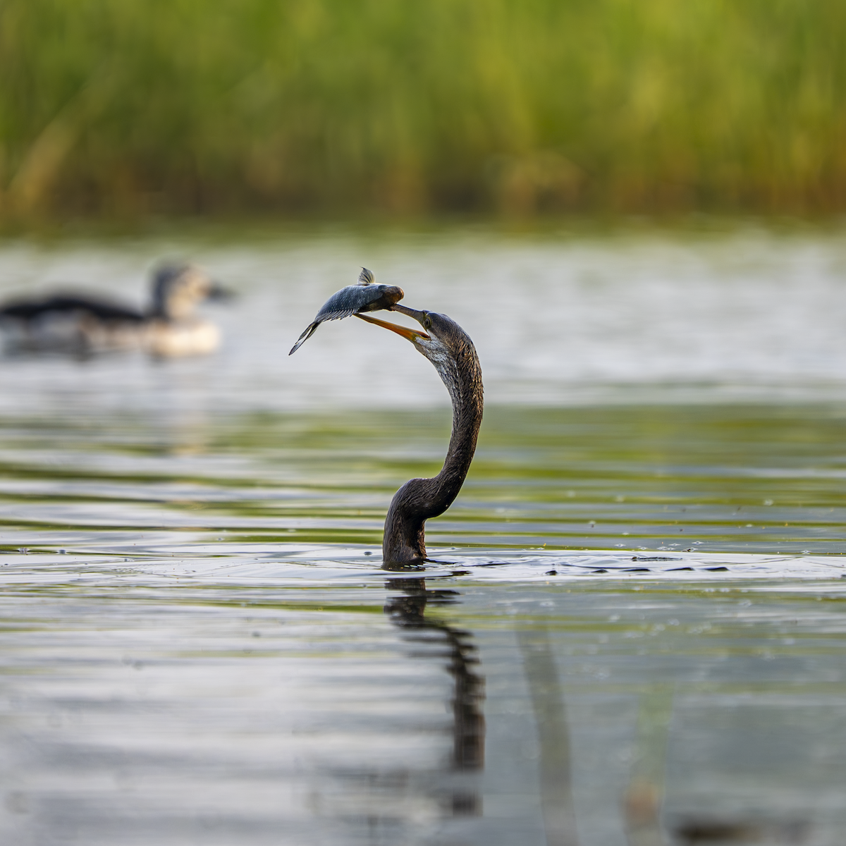 Anhinga roux - ML646762099