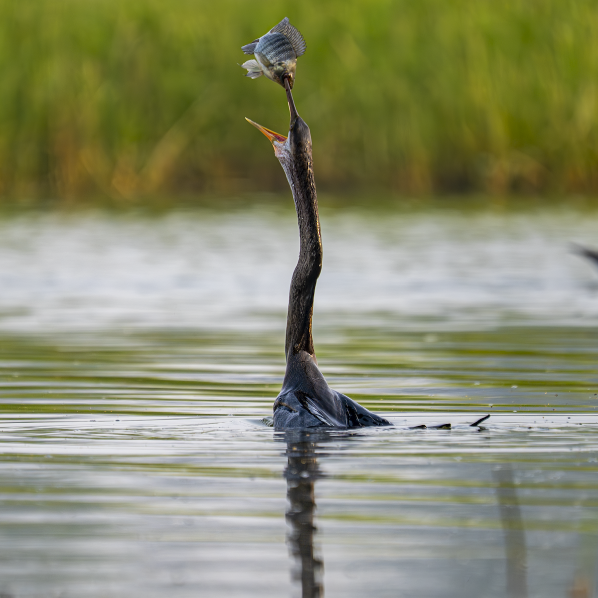 Anhinga roux - ML646762100