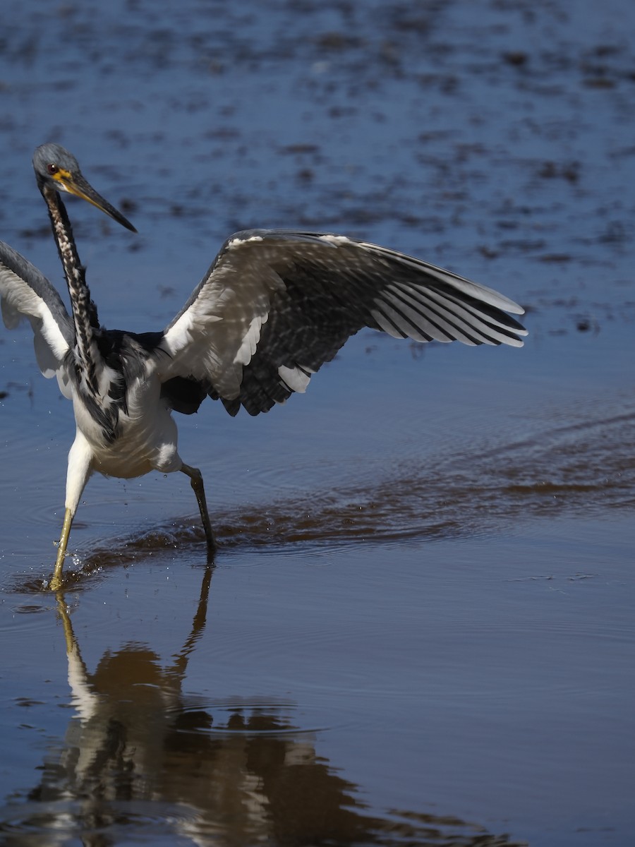 Трёхцветная цапля - ML646762101