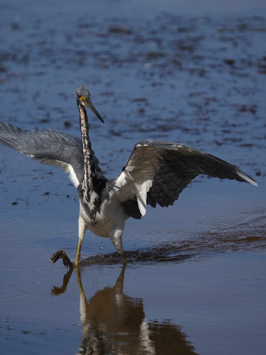 Трёхцветная цапля - ML646762102