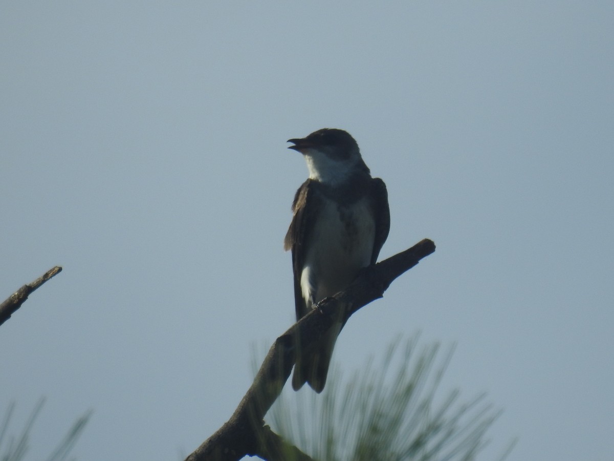 チャムネツバメ - ML646762104