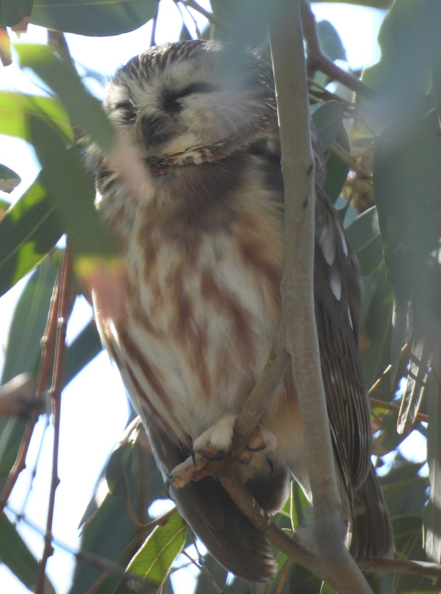 Сич північний - ML646762105