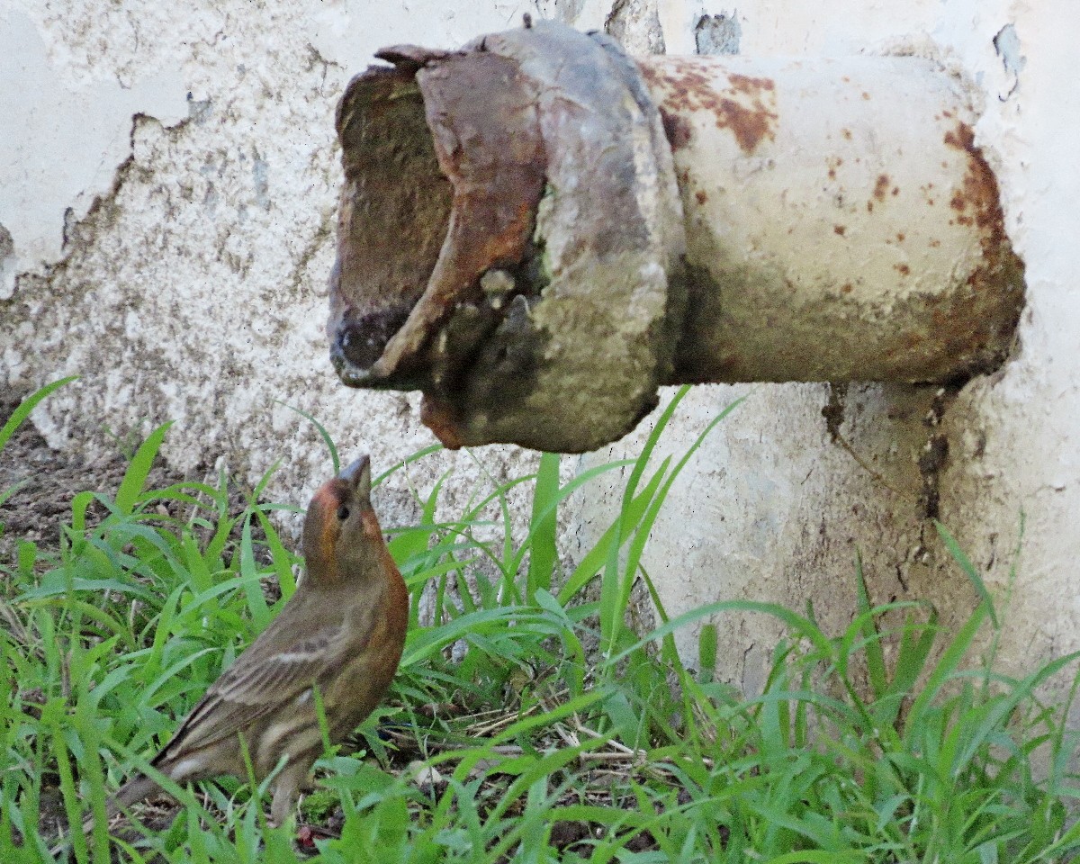 House Finch - ML646762107