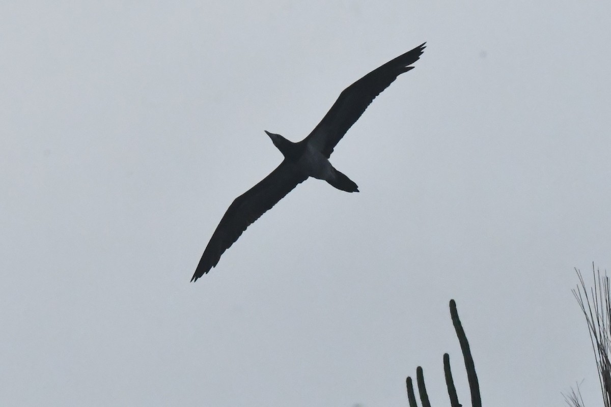 Cocos Booby - ML646762108