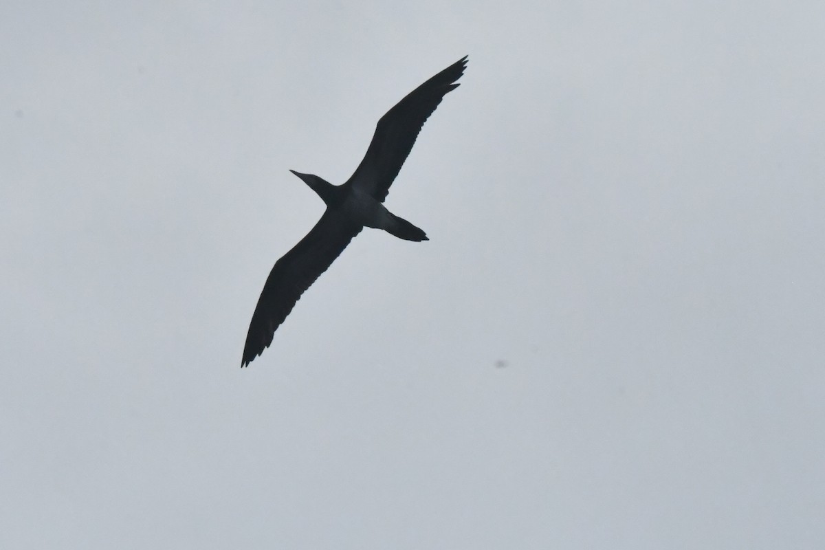 Cocos Booby - ML646762109