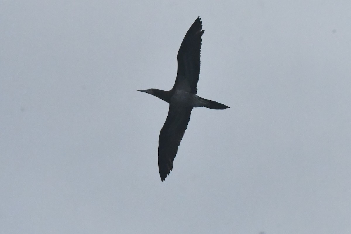 Cocos Booby - ML646762110