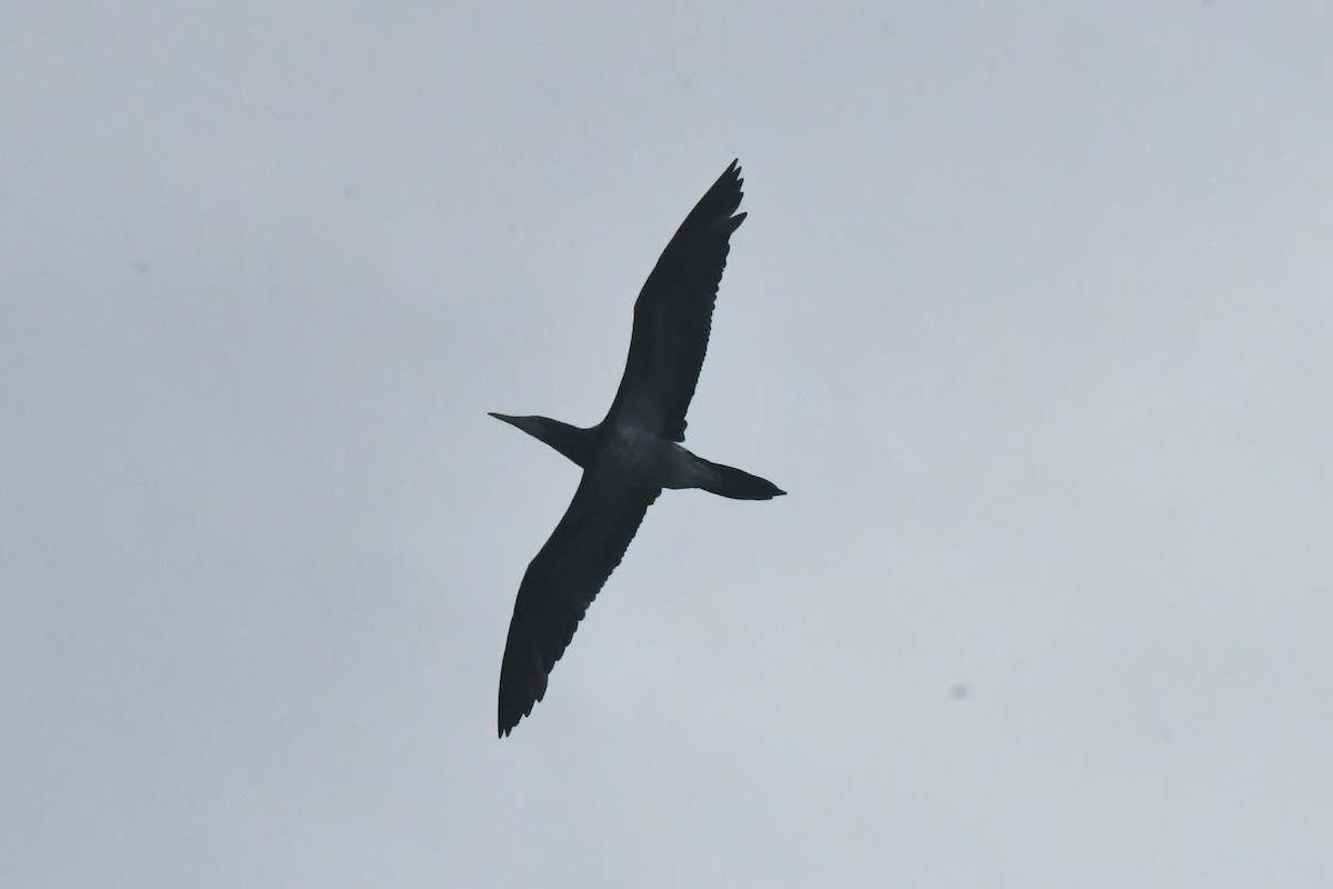 Cocos Booby - ML646762111