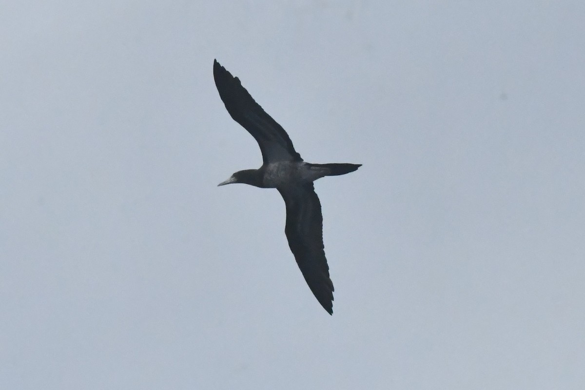 Cocos Booby - ML646762112