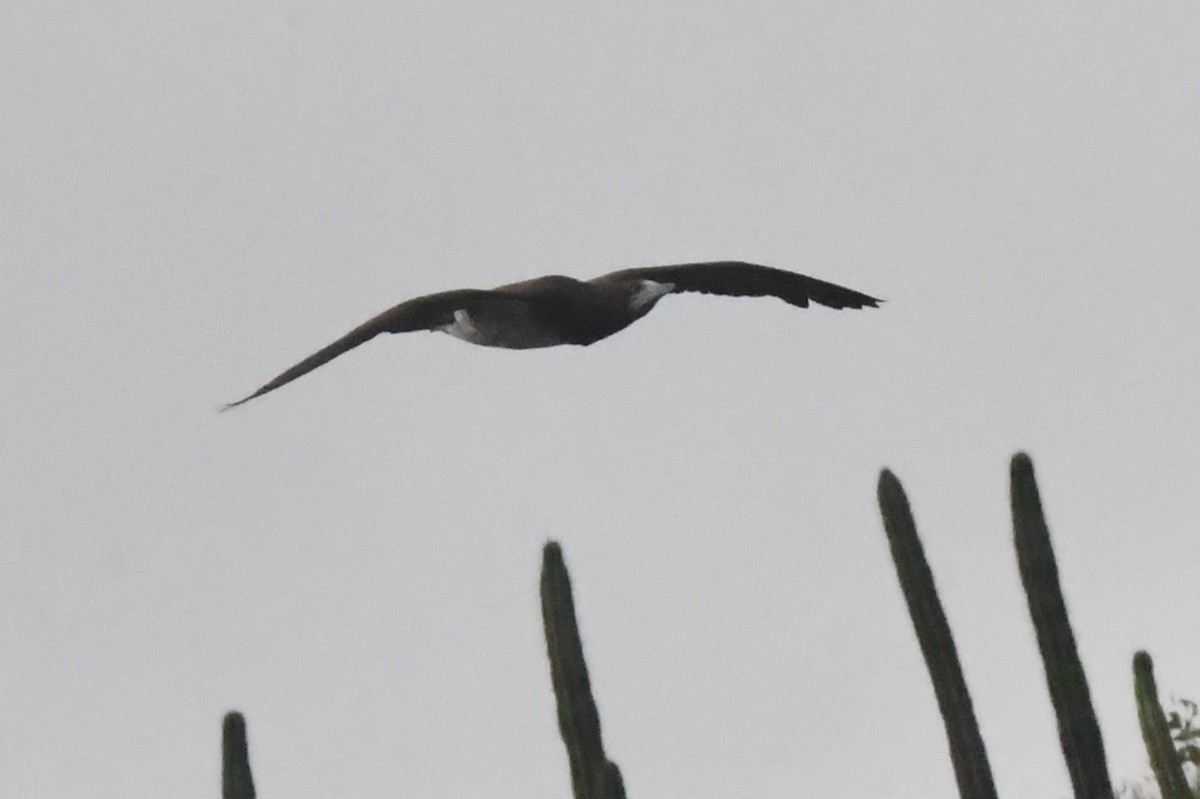 Cocos Booby - ML646762113