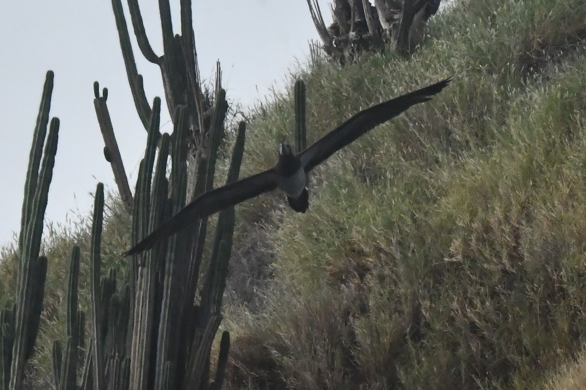 Cocos Booby - ML646762114