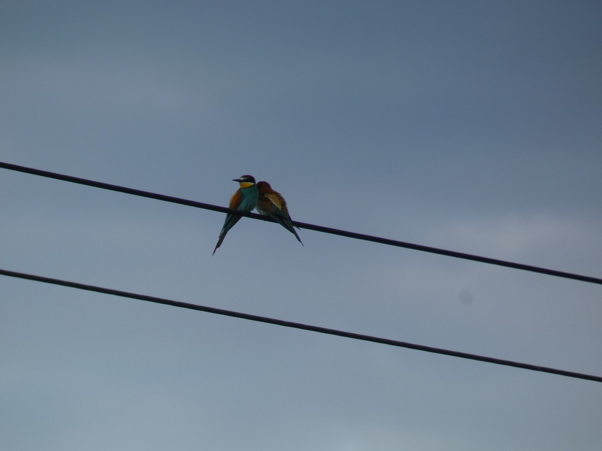 European Bee-eater - ML646762115