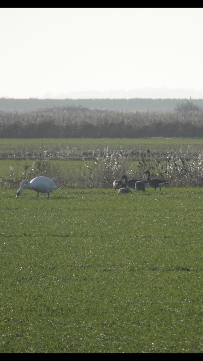 Tundra Kazı - ML646762116