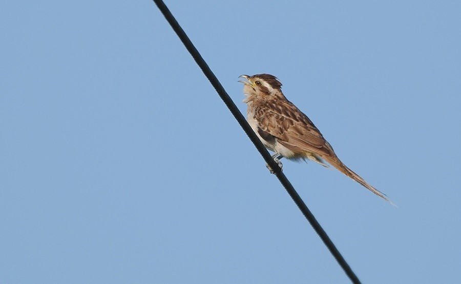 Striped Cuckoo - ML646762118
