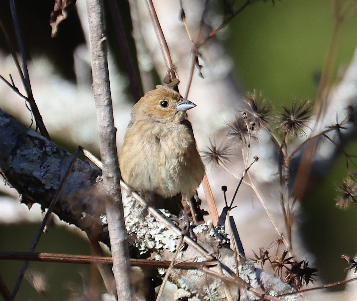 גיבתונית כחולה - ML646762119