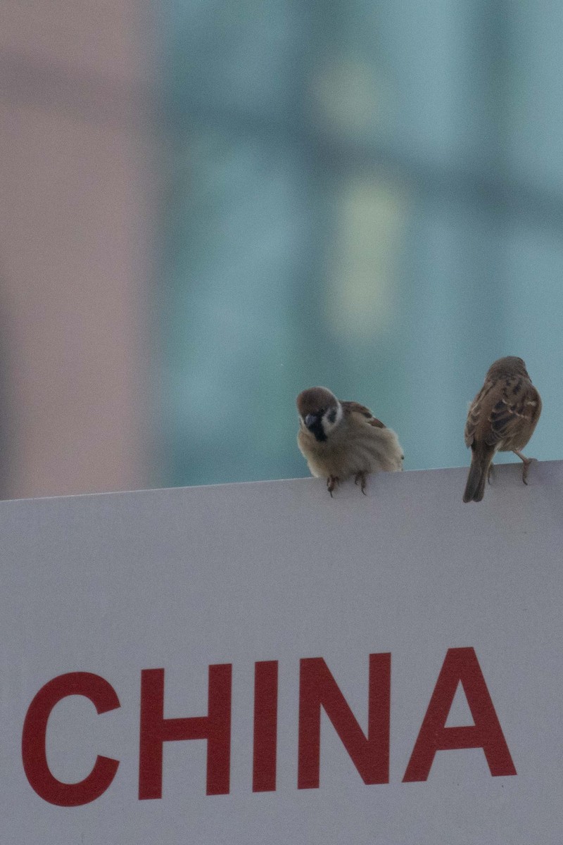 Gorrión Molinero - ML646762120