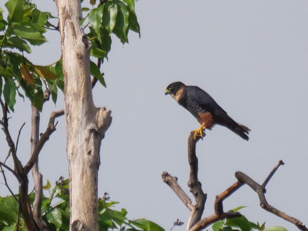 コウモリハヤブサ - ML646762121