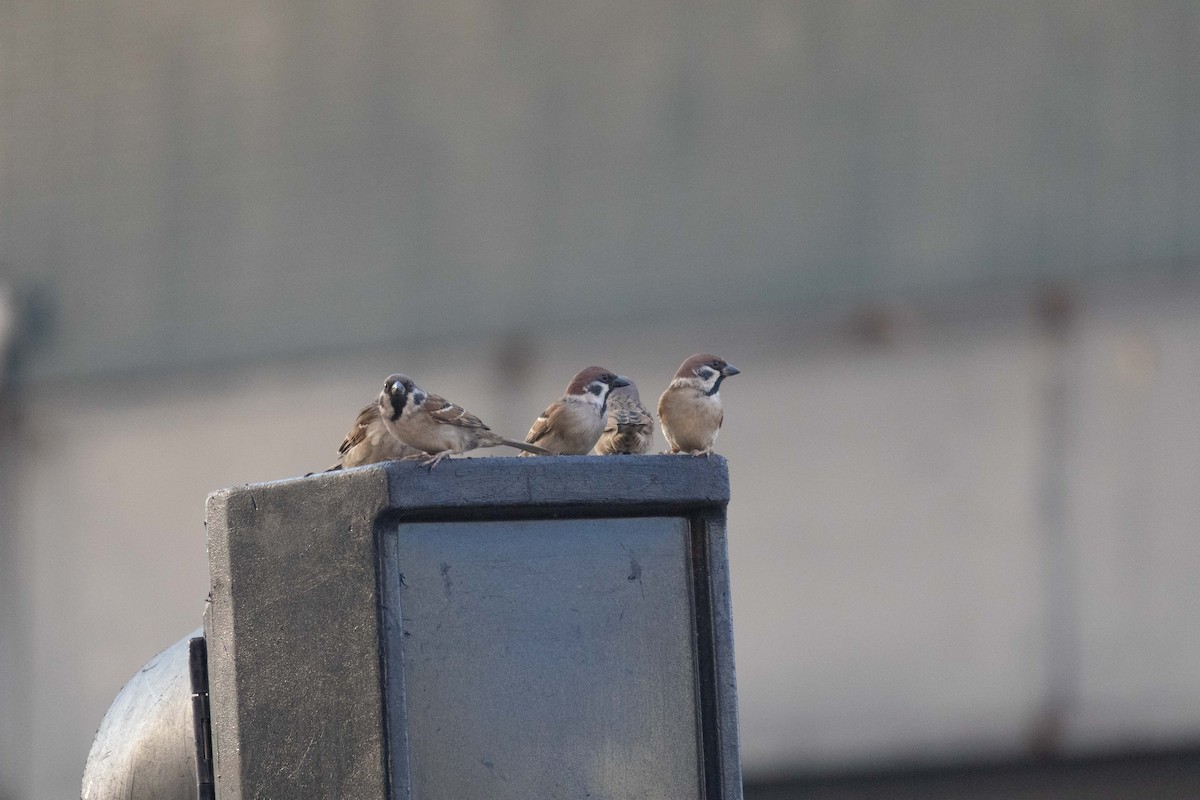 Gorrión Molinero - ML646762123