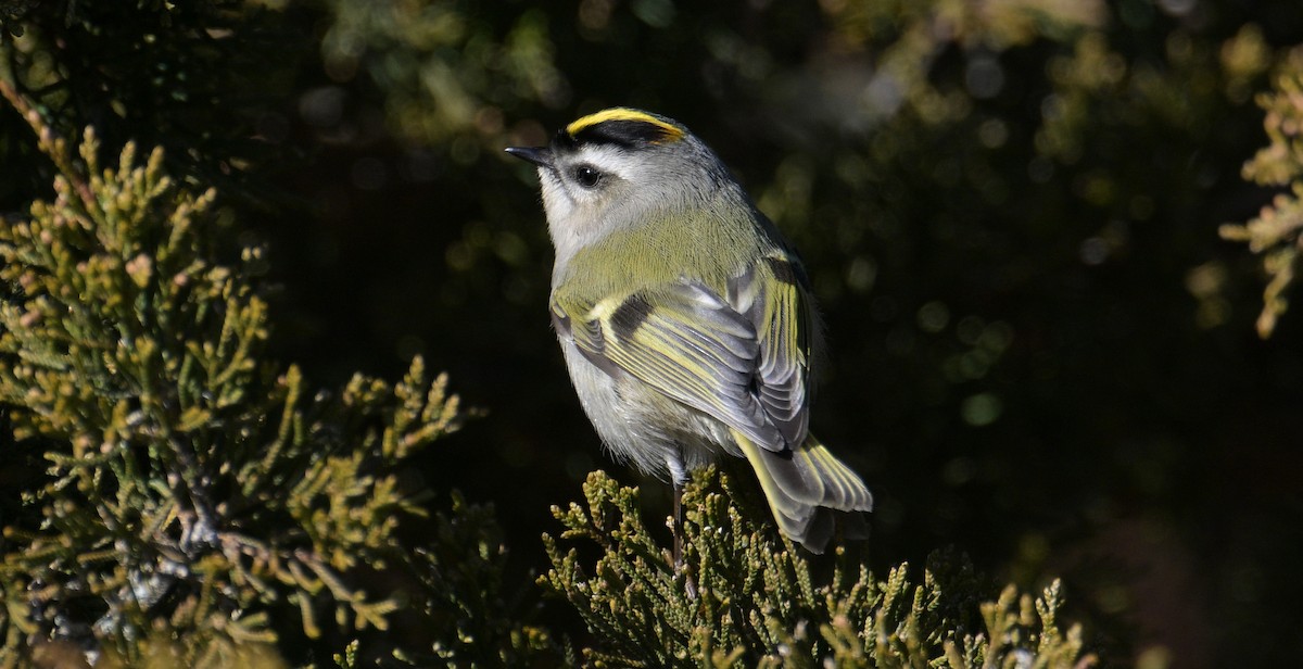 Golden-crowned Kinglet - ML646762124