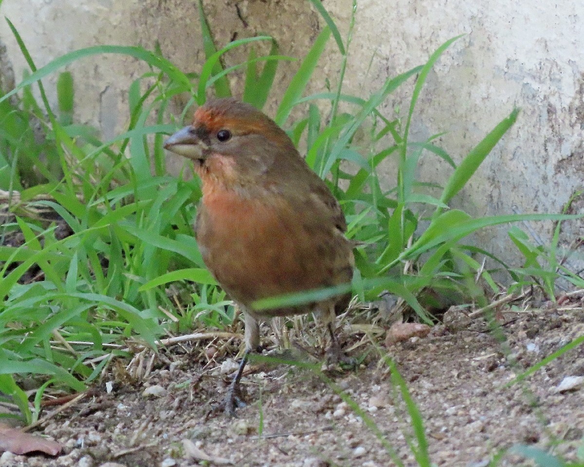 House Finch - ML646762127