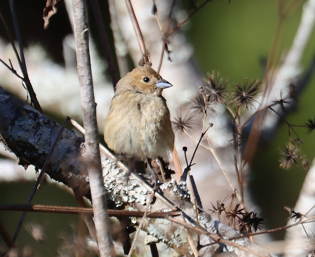 גיבתונית כחולה - ML646762128