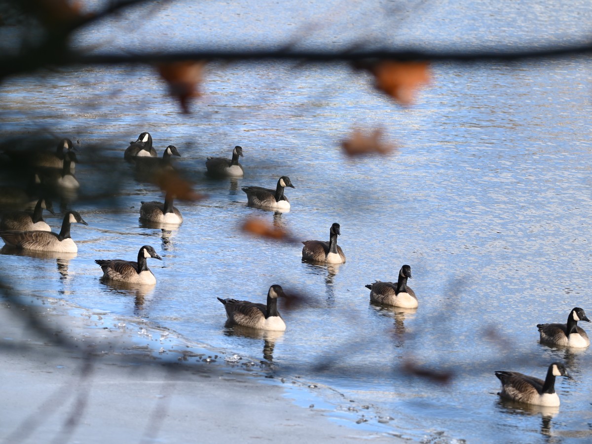 Barnacla Canadiense Grande - ML646762129