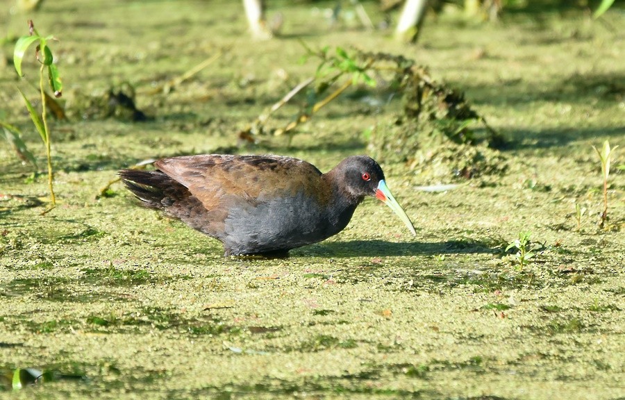 Plumbeous Rail - ML646762130