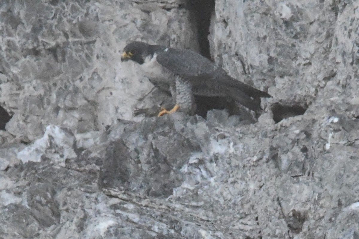 vandrefalk - ML646762131