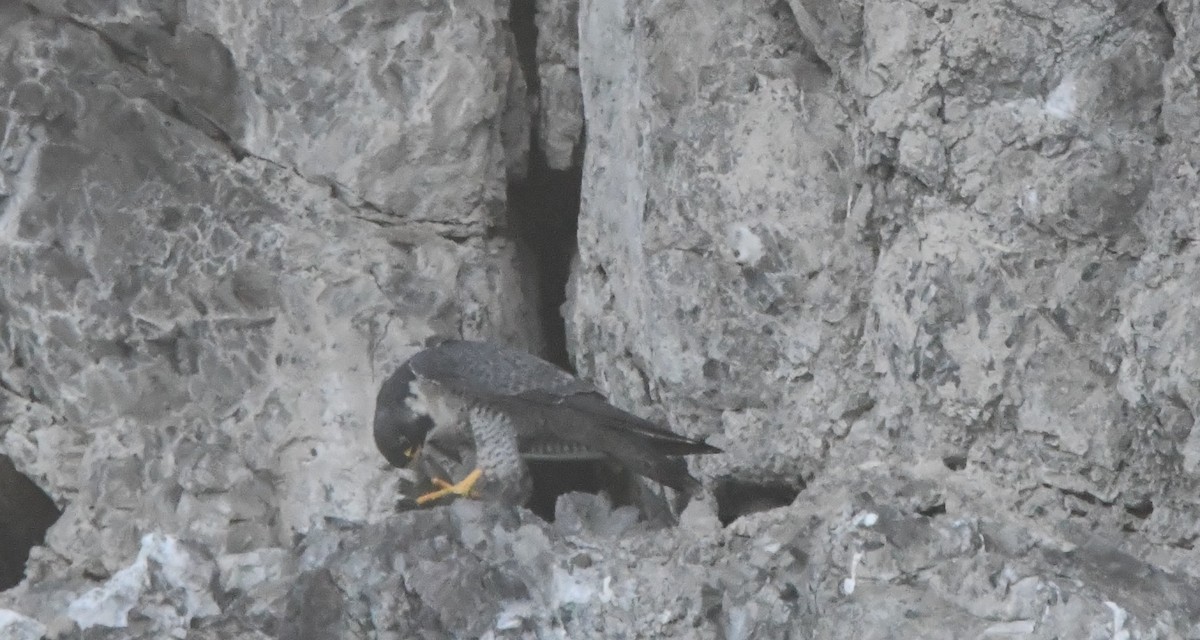 vandrefalk - ML646762132