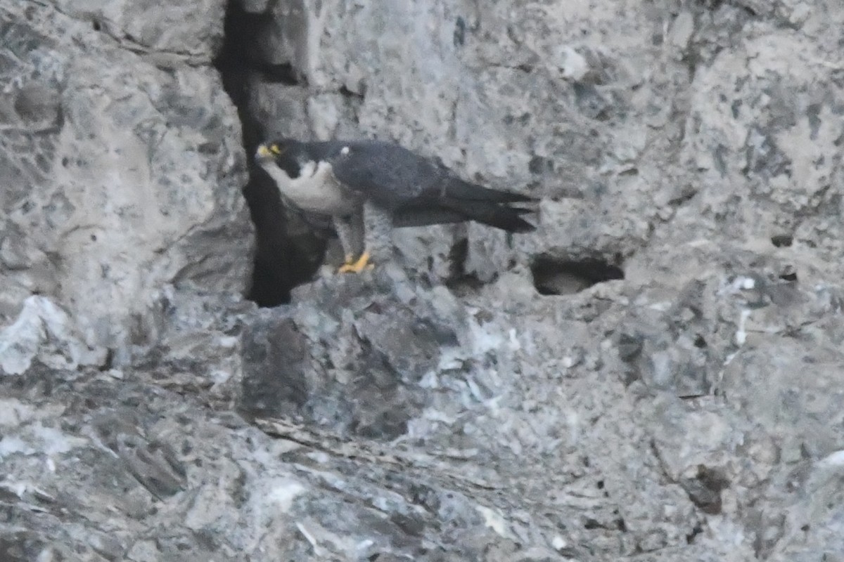 vandrefalk - ML646762133