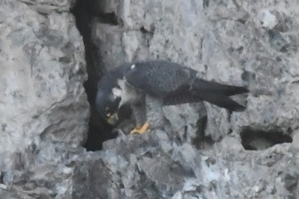 vandrefalk - ML646762134