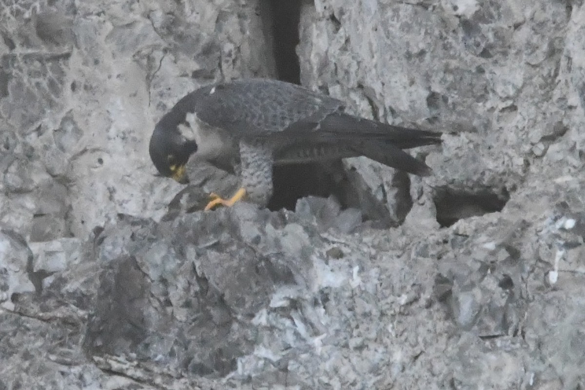 vandrefalk - ML646762135