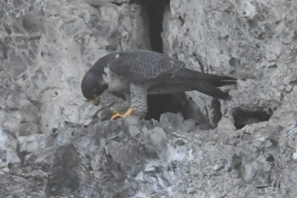 vandrefalk - ML646762136