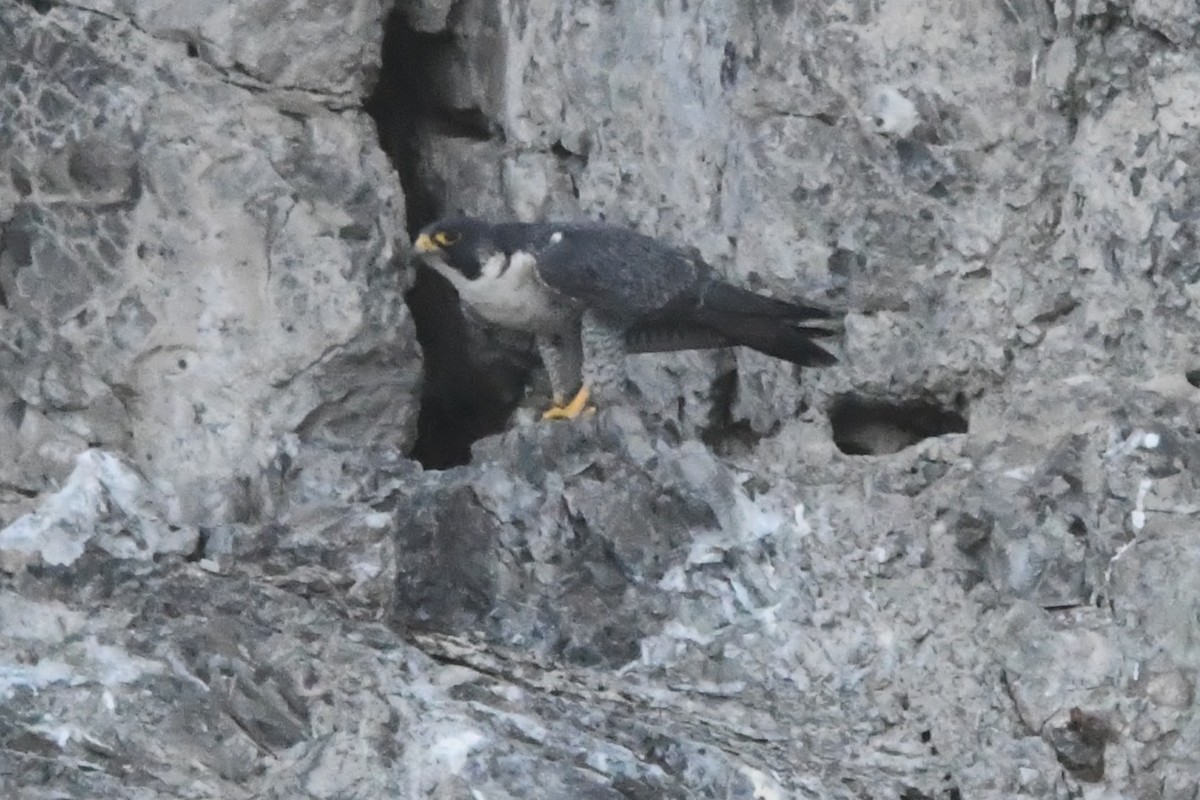 vandrefalk - ML646762138