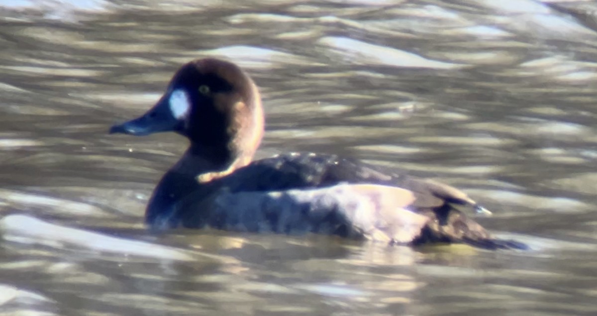 Greater Scaup - ML646762139