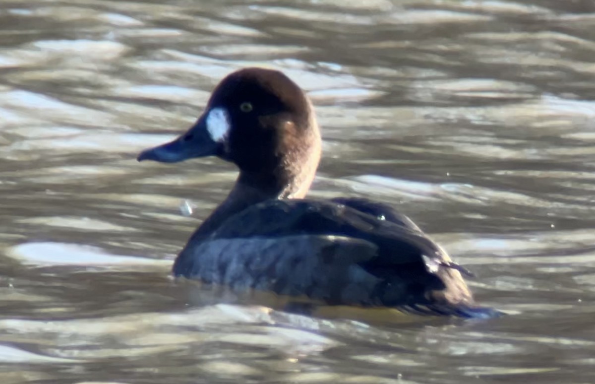 Greater Scaup - ML646762140