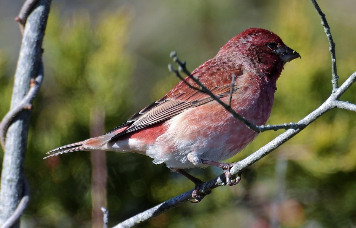 Purple Finch - ML646762141