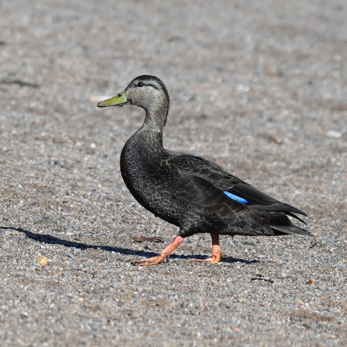 rødfotand - ML646762142