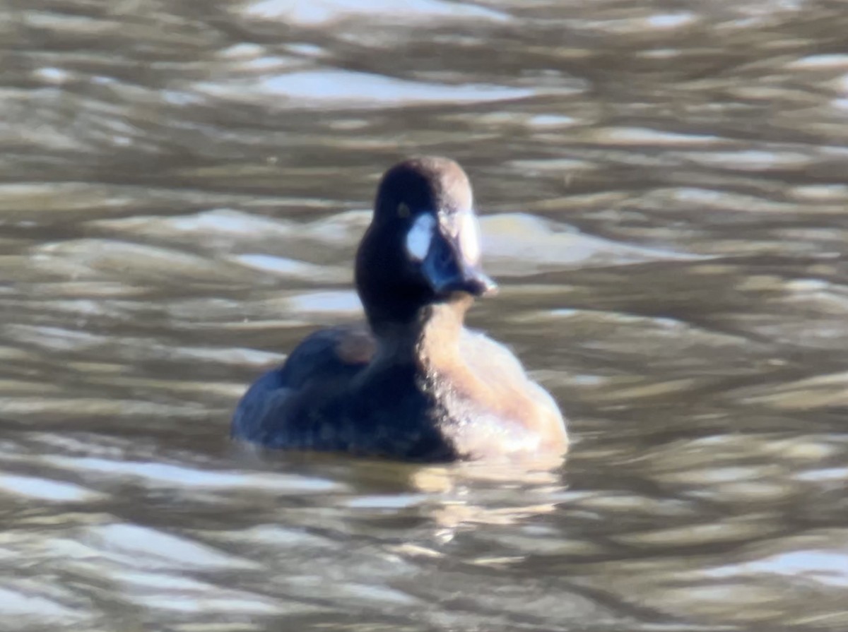 Greater Scaup - ML646762148