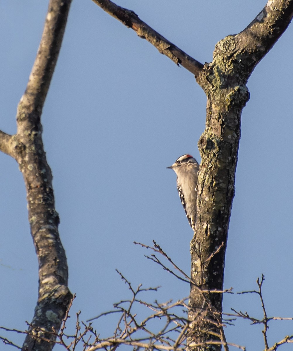 Пушистый дятел (pubescens/medianus) - ML646762150