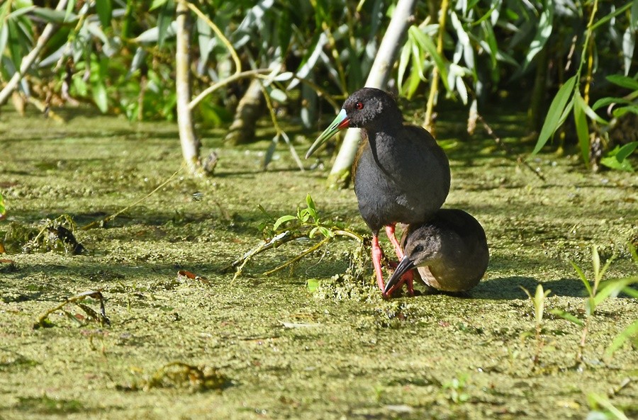 Plumbeous Rail - ML646762151