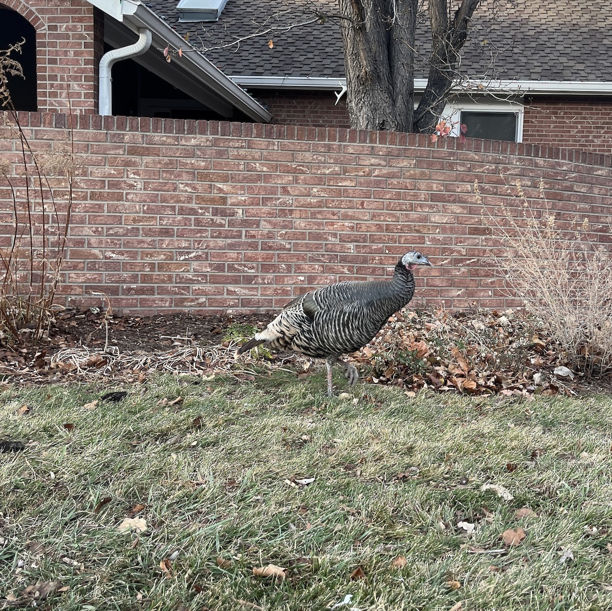 Wild Turkey - ML646762154