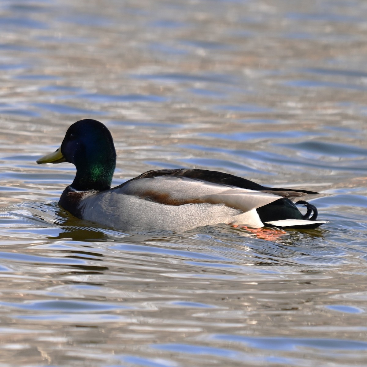 Ánade Azulón - ML646762155