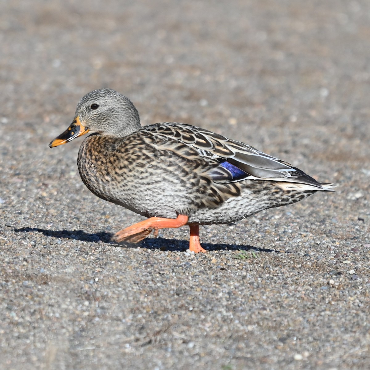 Ánade Azulón - ML646762156