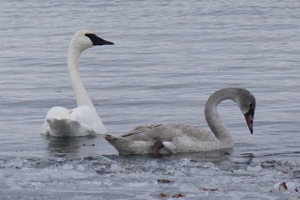 Trumpeter Swan - ML646762157