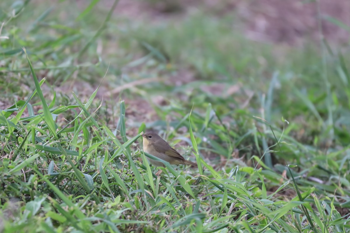 Common Yellowthroat - ML646762160